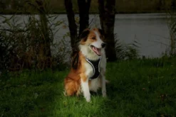 Zolux Harnais Chien EasyRide Avec Laisse Enrouleur Noir M -Zolux Soldes Boutique 00107037 3 sur 3