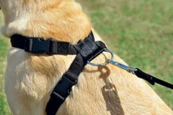 Zolux - Harnais De Sécurité Auto Pour Chien 16 Zolux - Harnais De Sécurité Auto Pour Chien -Zolux Soldes Boutique 6429