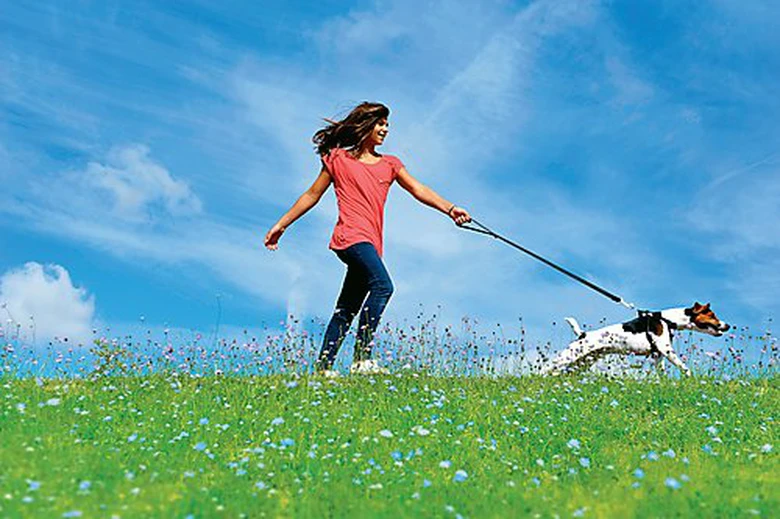 Zolux - Harnais De Sécurité Auto Pour Chien 6 Zolux - Harnais De Sécurité Auto Pour Chien – Image 6