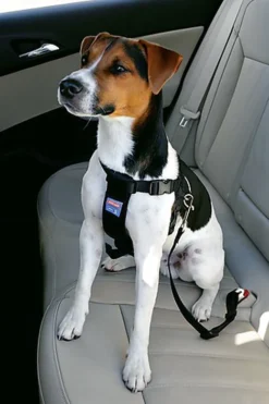 Zolux - Harnais De Sécurité Auto Pour Chien 17 Zolux - Harnais De Sécurité Auto Pour Chien -Zolux Soldes Boutique 6532