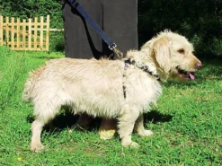 Zolux - Harnais De Sécurité Auto Pour Chien 23 Zolux - Harnais De Sécurité Auto Pour Chien -Zolux Soldes Boutique 6575