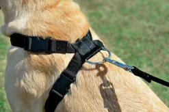 Zolux - Harnais De Sécurité Auto Pour Chien 21 Zolux - Harnais De Sécurité Auto Pour Chien -Zolux Soldes Boutique 6691