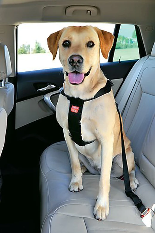 Zolux - Harnais De Sécurité Auto Pour Chien 7 Zolux - Harnais De Sécurité Auto Pour Chien – Image 7