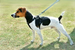 Zolux - Harnais De Sécurité Auto Pour Chien 26 Zolux - Harnais De Sécurité Auto Pour Chien -Zolux Soldes Boutique 7525