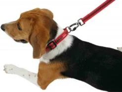 Zolux Laisse MOOV Rouge 25 Mm 5 Zolux Laisse MOOV Rouge 25 Mm -Zolux Soldes Boutique zolux laisse moov 25 mm3